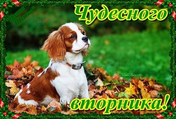 Хорошего дня картинки - mirpozitivaru Хорошего дня картинки - mirpozitivaru