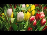 Alexander Shulgin feat Paul Baggott & Bernie Marsden - “Tayu” (Official Video)