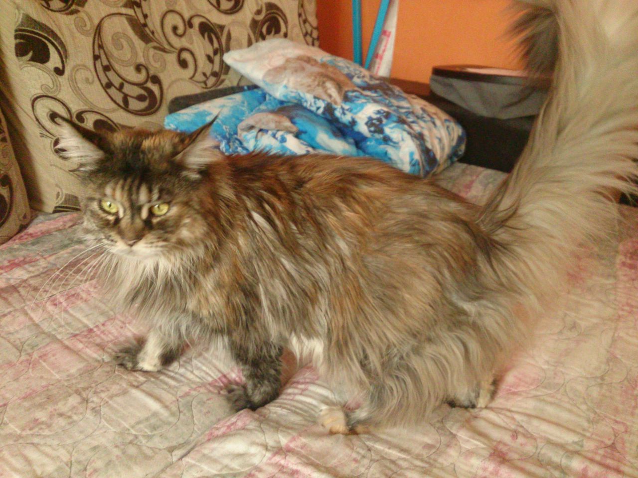 Кошки в нашей жизни. Кошки и все, что с ними связано.