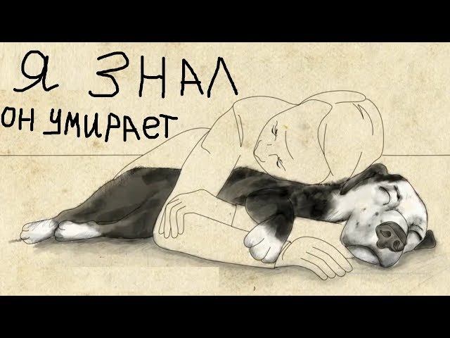 Собака - лучший друг человека