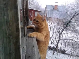 Пиксель - кот