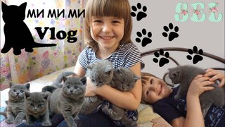Ми Ми Ми Пять Няшных Котят Смешные Коты и Котята 2018