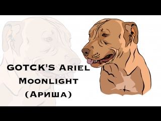 GOTCK'S Ariel Moonlight (American pit bull Terrier)