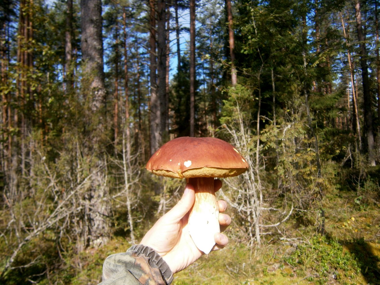 Белый гриб Фотография