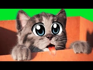 ПРИКЛЮЧЕНИЕ МАЛЕНЬКОГО КОТЕНКА мультфильм про котят мультики для детей и малышей веселый мульт