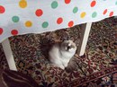 Безкота_добро