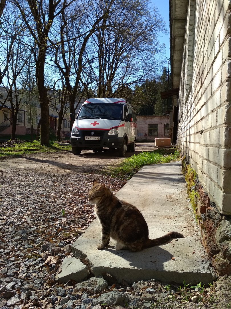 Кошки в нашей жизни. Кошки и все, что с ними связано.