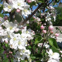 Светлана Федорова