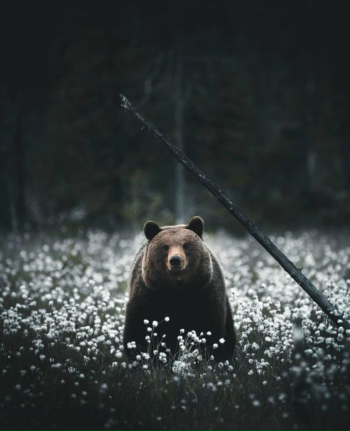 Встреча в лесу  // Финляндия 