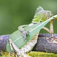 Алексей Пискоха