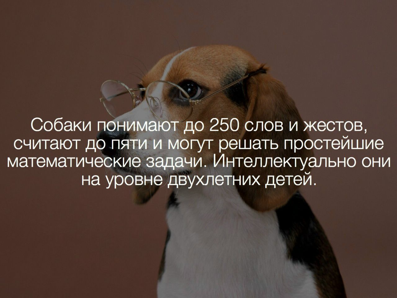 Как собаки научились понимать людей и почему это удивительно