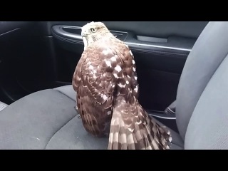 1st UPDATE: Meet Harvey the Hurricane Hawk