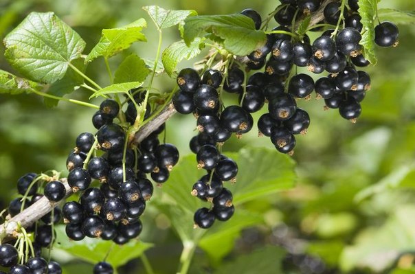 польза черной смородины черная смородина – очень вкусная, и к тому же полезная ягода. благодаря своим необыкновенным свойствам, черную смородину употребляет не только в кулинарии, но и в