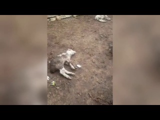 Собаки вновь напали на скот в селе Саин Шапагатов. Казахстан.