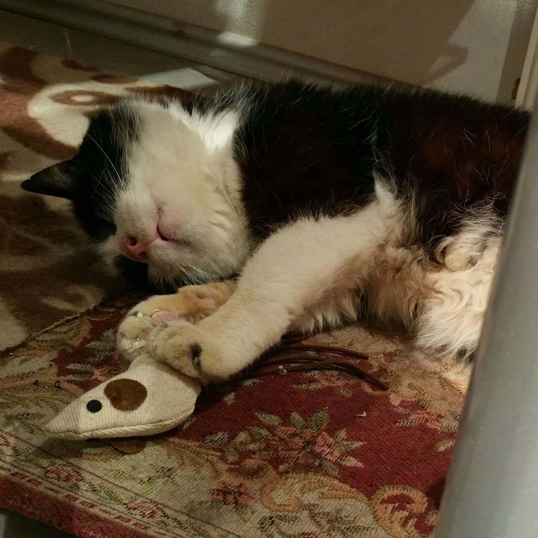 Кошки в нашей жизни. Кошки и все, что с ними связано.