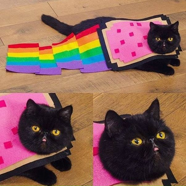 /#котэ/
