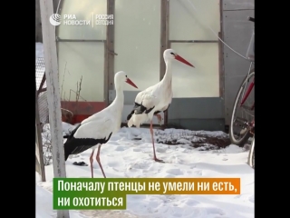 Пенсионер из Воронежской области приютил двух спасенных аистов