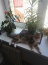 Безкота_добро