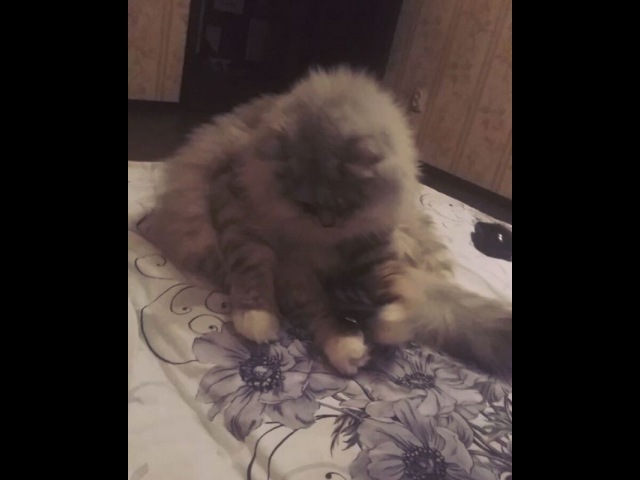 Muhin_muhin1991 video