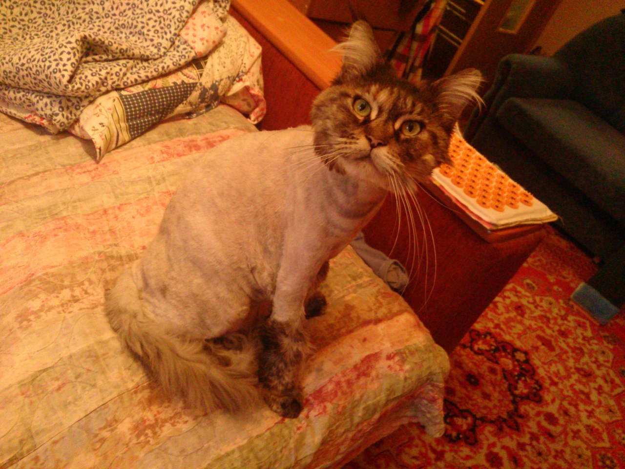 Кошки в нашей жизни. Кошки и все, что с ними связано.