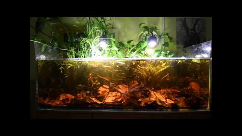 Blackwater Aquarium - Asian biotope