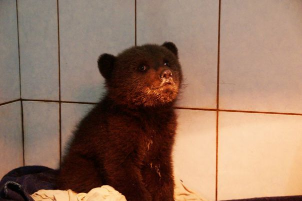В Ленобласти борются за жизнь вышедшего из леса медвежонка <br><br>Маленького медведя заметили жители деревни, когда он из леса вышел на люди. Обнаружили косолапого на границе Ленинградской и Псковской областей. Истощённого мишку, раненного в живот, пришлось взять на лечение в Токсово. - фото Фото: В Ленобласти борются за жизнь вышедшего из леса медвежонка <br><br>Маленького медведя заметили жители деревни, когда он из леса вышел на люди. Обнаружили косолапого на границе Ленинградской и Псковской областей. Истощённого мишку, раненного в живот, пришлось взять на лечение в Токсово.