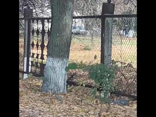 Белка