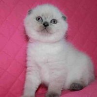 Анютка Александрова | Херсон
