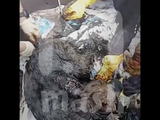 Под Псковом трёх собак пытались утопить в гудроне