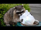 Sneaky Raccoons Stealing Food Compilation (2017)