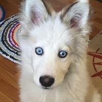 Владимир Яркий-Мир