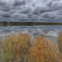 Дмитрий Птица |