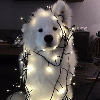 Игорь Королев | Шарья