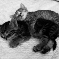 Мелкий Аньчоус  и