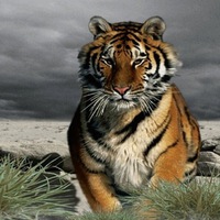 Юрий Романенко | Витебск