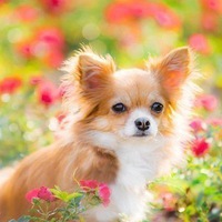 Елена Колоскова | Самара