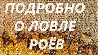 Как поймать рой пчел в лесу. Рассказываю подробно.