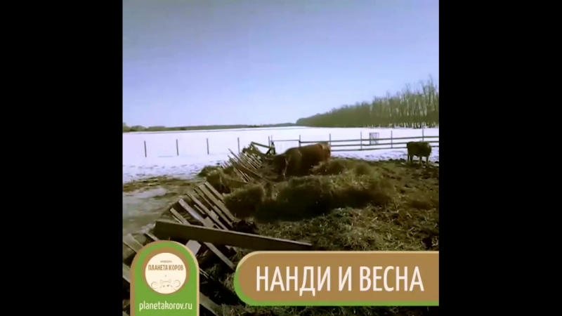 Нанди призывает весну....