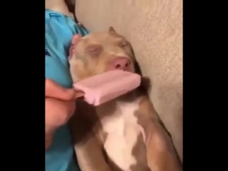 Vine Video