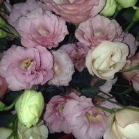 Наталья Соколова