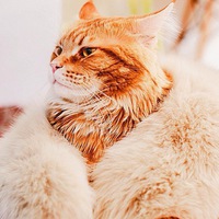 Ану Абрамсон