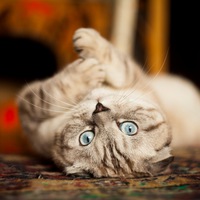 Просто Мишка