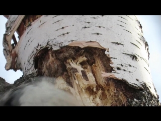 Замедленная съемка, как дятел долбит дерево, woodpecker breaks a tree in slow mo.mp4