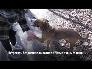 Приюты для животных в Чехии