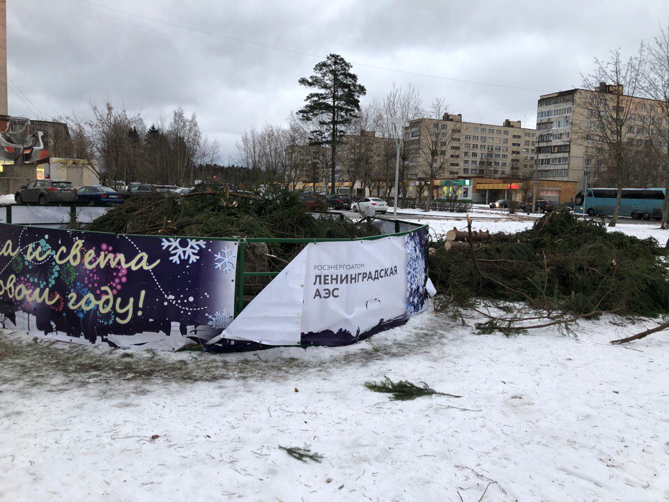Поваленную ветром ёлку в Сосновом Бору пустили на дрова