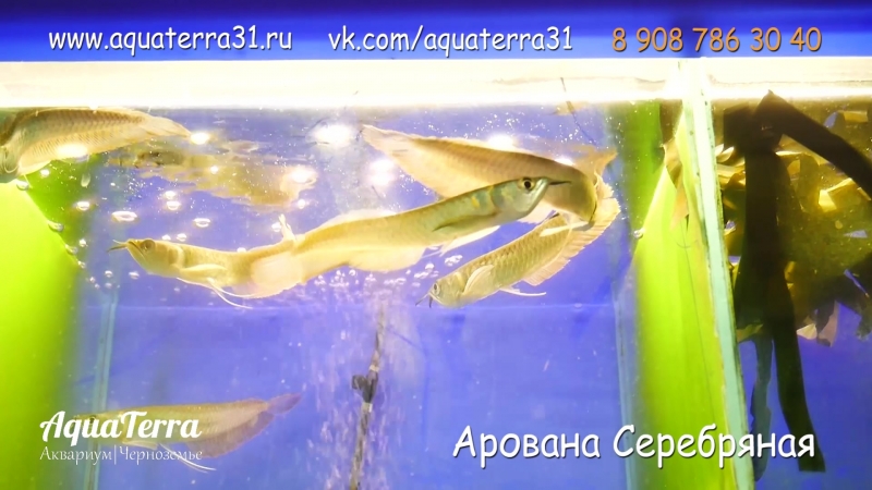 Арована Серебряная