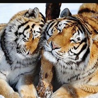 Оксана Миронова