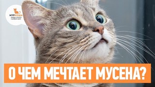 Кошка Мусёна очень хочет встретить друзей (частный приют