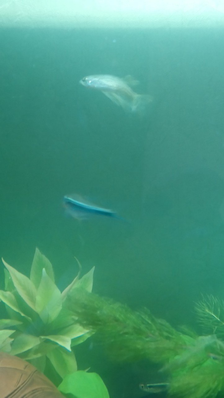 Картинка с форума