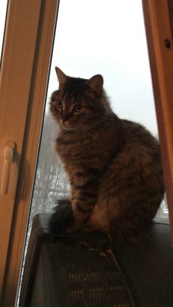 Дорогие друзья! У кота Барсика большое горе, у него умер хозяин, с которым они жили в съемной квартире У Барсика осталось всего несколько часов для того, что бы найти себе новый дом или он окажется на улице совсем один, зимой, а впереди морозы.. Он домашний, ласковый и добрый кот, он не умеет выживать на улице и самостоятельно добывать себе пищу. <br>Давайте вместе найдем ему новый дом! Если у кого нибудь есть возможность приютить Барсика, пожалуйста не проходите мимо! Расскажите о нем своим друзьям, сделайте репост записи! Мы уверены что вместе сможем ему помочь, ведь он всего лишь маленький кот и ни в чем не виноват! <br>Барсику 3 года, он кастрированный мальчик, по словам хозяйки квартиры очень ласковый и приучен к лотку. <br>Напишите нам в сообщество и мы дадим Вам контакты хозяйки квартиры, а также адрес!<br>Не будьте равнодушны! - фото Фото: Дорогие друзья! У кота Барсика большое горе, у него умер хозяин, с которым они жили в съемной квартире У Барсика осталось всего несколько часов для того, что бы найти себе новый дом или он окажется на улице совсем один, зимой, а впереди морозы.. Он домашний, ласковый и добрый кот, он не умеет выживать на улице и самостоятельно добывать себе пищу. <br>Давайте вместе найдем ему новый дом! Если у кого нибудь есть возможность приютить Барсика, пожалуйста не проходите мимо! Расскажите о нем своим друзьям, сделайте репост записи! Мы уверены что вместе сможем ему помочь, ведь он всего лишь маленький кот и ни в чем не виноват! <br>Барсику 3 года, он кастрированный мальчик, по словам хозяйки квартиры очень ласковый и приучен к лотку. <br>Напишите нам в сообщество и мы дадим Вам контакты хозяйки квартиры, а также адрес!<br>Не будьте равнодушны!